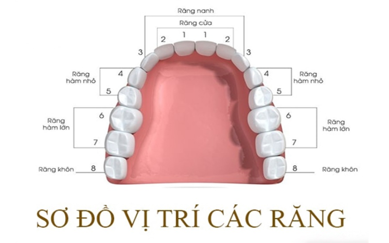 Nhổ răng số 4 không phải lúc nào cũng tốt vì có thể gây hậu quả nghiêm trọng.